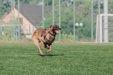 Working malinois dog. Belgian shepherd dog. Police, guard dog