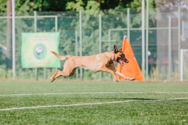 Working malinois dog. Belgian shepherd dog. Police, guard dog