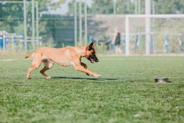 Working malinois dog. Belgian shepherd dog. Police, guard dog