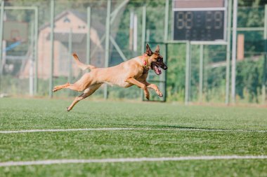 Working malinois dog. Belgian shepherd dog. Police, guard dog