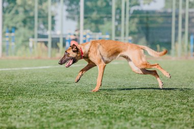 Working malinois dog. Belgian shepherd dog. Police, guard dog