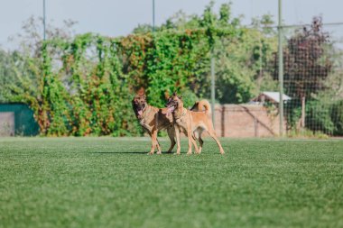 Working malinois dog. Belgian shepherd dog. Police, guard dog
