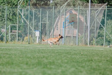 Working malinois dog. Belgian shepherd dog. Police, guard dog