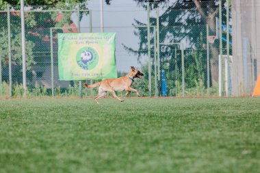 Working malinois dog. Belgian shepherd dog. Police, guard dog