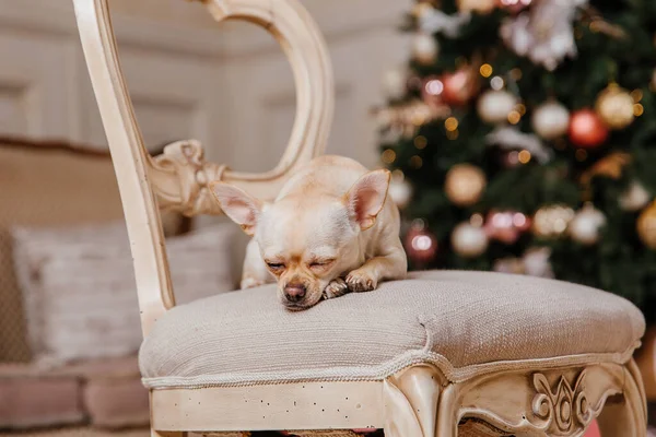 ハッピーニューイヤー クリスマス休暇やお祝い クリスマスツリーの近くの犬 ペット — ストック写真