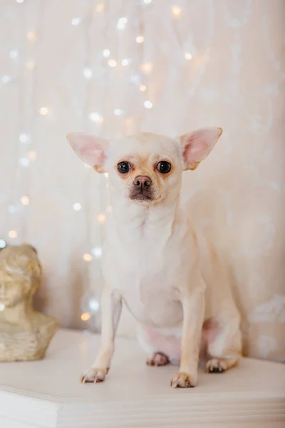 Новим Роком Різдвяними Святами Святкуванням Собака Пес Біля Ялинки — стокове фото