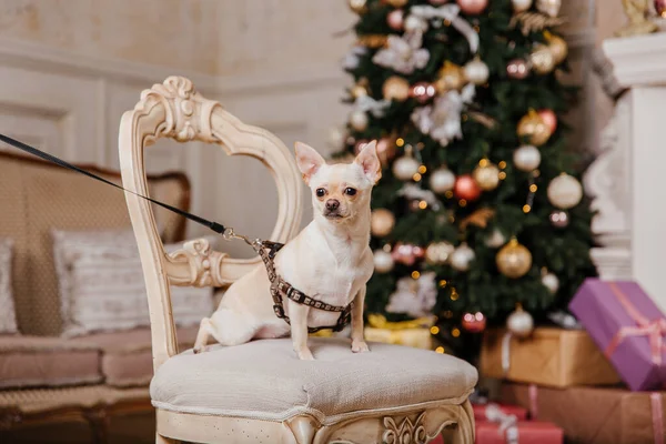 Mutlu yıllar, Noel tatilleri ve kutlamalar. Noel ağacının yanında bir köpek.. 