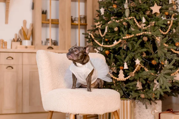 クリスマスツリーとかわいいドレスでフランスのブルドッグ 面白い犬だ 年末年始 服を着たペット 12月屋内 — ストック写真
