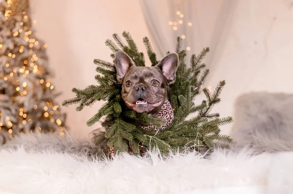 Francouzský Buldok Roztomilých Šatech Vánoční Stromeček Vtipný Pes Novoroční Svátky — Stock fotografie