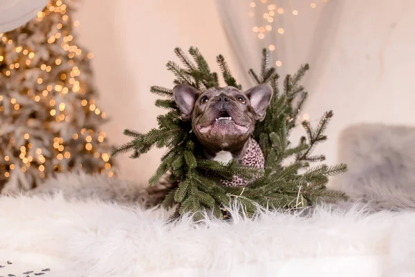 Bulldog Francês Vestido Bonito Com Árvore Natal Cão Engraçado Férias — Fotografia de Stock