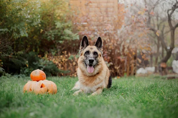 Осенью Собака Тыквой Хэллоуинская Собака Бельгийская Овчарка Малинуа — стоковое фото