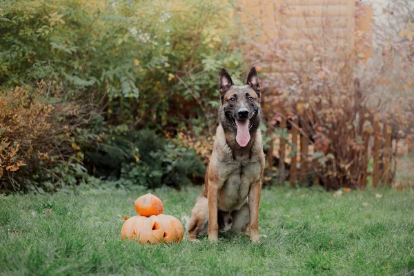 Hond Met Pompoen Herfst Halloween Hond Belgische Herders Malinois Hond — Stockfoto