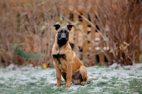 Kışın Belçika Çoban Köpeği Malinois Puppy Köpek Kumu Köpek Kulübesi — Stok fotoğraf