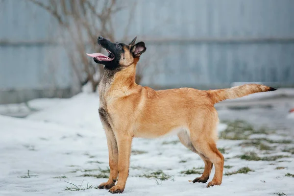 Βελγικός Ποιμενικός Malinois Κουτάβι Χειμώνα Σκυλίσια Σκουπίδια Σκυλόσπιτο Χειμερινή Περίοδος — Φωτογραφία Αρχείου