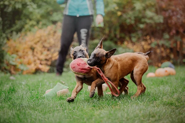 Belgischer Schäferhund Malinois Welpenporträt Herbst Herbst Glücklicher Hund Auf Dem — Stockfoto
