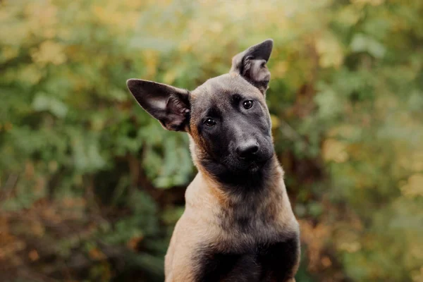Belgischer Schäferhund Malinois Welpenporträt Herbst Herbst Glücklicher Hund Auf Dem — Stockfoto