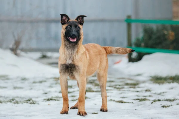 Belgische Herder Malinois Puppy Hond Winter Hondenpoep Hondenkennel Wintersneeuwseizoen — Stockfoto