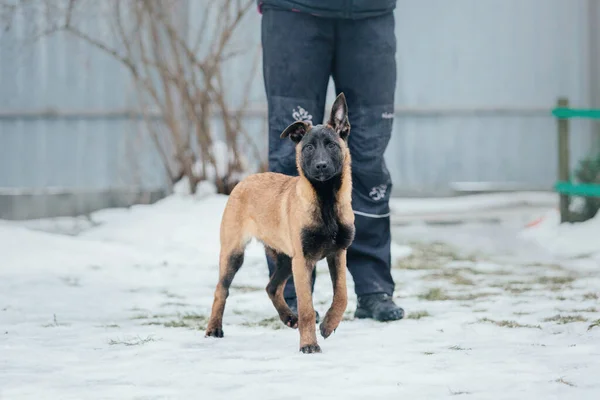 Belgian Shepherd Malinois Puppy dog in winter. Dog litter. Dog kennel. Winter snow season