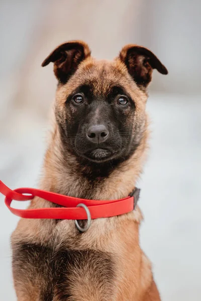 Belgiska Shepherd Malinois Valp Hund Vintern Hundkull Hundkennel Vintersnösäsong — Stockfoto