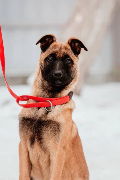 Belgian Shepherd Malinois Puppy dog in winter. Dog litter. Dog kennel. Winter snow season