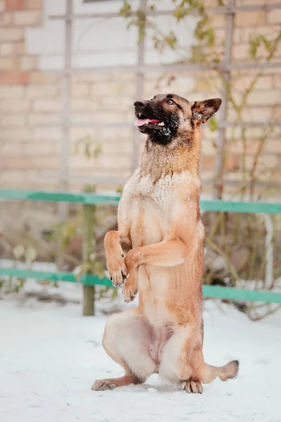 Бельгийская Овчарка Малинойских Собак Зимой Полицейская Собака Холодное Время Года — стоковое фото
