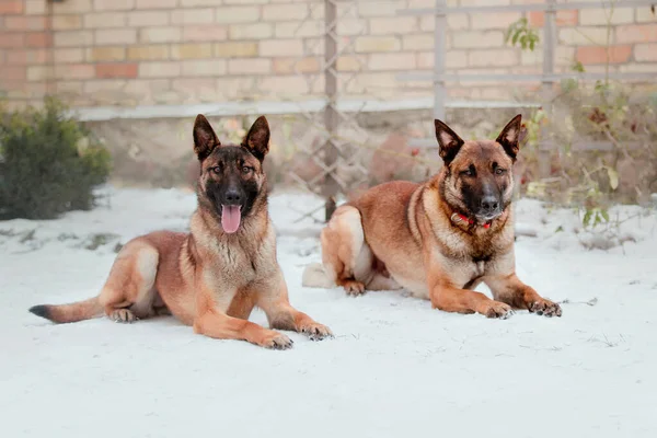 Belgischer Schäferhund Malinois Hunde Winter Polizeihund Der Kalten Jahreszeit Hund — Stockfoto
