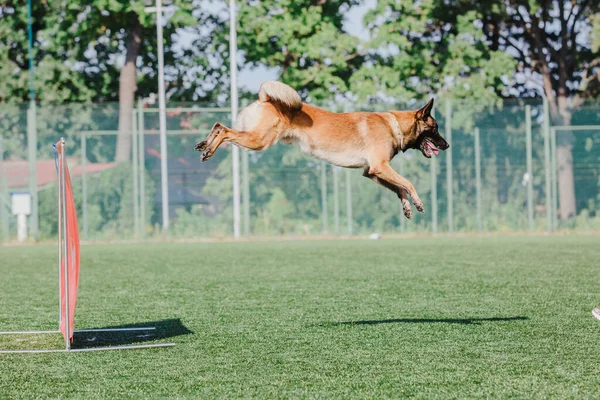 Working Malinois Dog Belgian Shepherd Dog Police Guard Dog — Zdjęcie stockowe