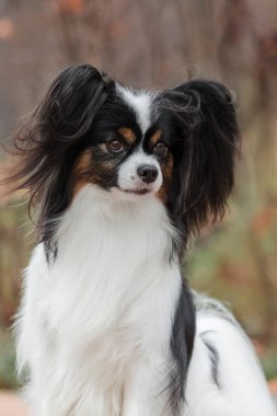 Papillon köpeği. Kelebek köpek. Avrupai oyuncak köpek sonbaharda açık havada. Sonbahar mevsimi.