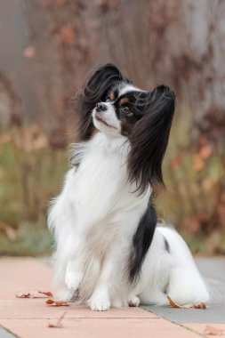 Papillon köpeği. Kelebek köpek. Avrupai oyuncak köpek sonbaharda açık havada. Sonbahar mevsimi.