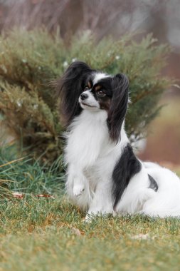 Papillon köpeği. Kelebek köpek. Avrupai oyuncak köpek sonbaharda açık havada. Sonbahar mevsimi.