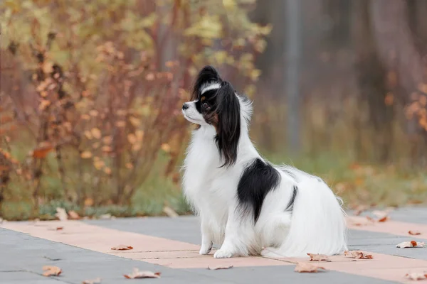 吸盘狗 蝴蝶的狗 秋天的时候 欧洲大陆的玩具猎犬在户外玩耍 秋季季节 — 图库照片