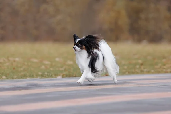 stock image Papillon dog. Butterfly dog. Continental toy spaniel dog outdoors in fall. Autumn season.