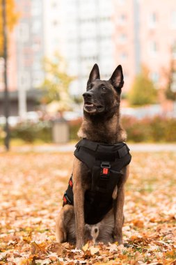 Köpek zırhı. Kurşun geçirmez yelek giymiş bir köpek. Belçika çoban köpeği Malinois 'in açık havada portresi. Çalışan köpek. Bekçi köpeği..