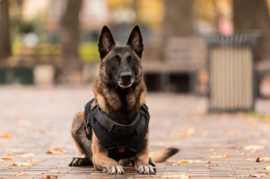 Köpek zırhı. Kurşun geçirmez yelek giymiş bir köpek. Belçika çoban köpeği Malinois 'in açık havada portresi. Çalışan köpek. Bekçi köpeği..