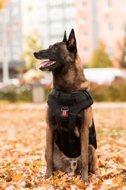 Köpek zırhı. Kurşun geçirmez yelek giymiş bir köpek. Belçika çoban köpeği Malinois 'in açık havada portresi. Çalışan köpek. Bekçi köpeği..