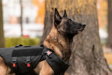 Köpek zırhı. Kurşun geçirmez yelek giymiş bir köpek. Belçika çoban köpeği Malinois 'in açık havada portresi. Çalışan köpek. Bekçi köpeği..