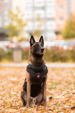 Köpek zırhı. Kurşun geçirmez yelek giymiş bir köpek. Belçika çoban köpeği Malinois 'in açık havada portresi. Çalışan köpek. Bekçi köpeği..