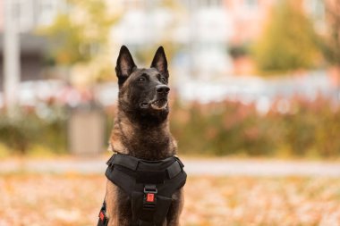 Köpek zırhı. Kurşun geçirmez yelek giymiş bir köpek. Belçika çoban köpeği Malinois 'in açık havada portresi. Çalışan köpek. Bekçi köpeği..