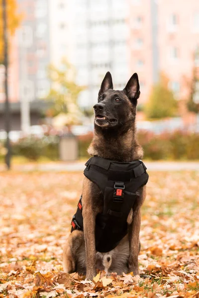 Dog armor. Dog in a bulletproof vest. Belgian Shepherd Malinois portrait outdoor.  Working dog. Guard dog.