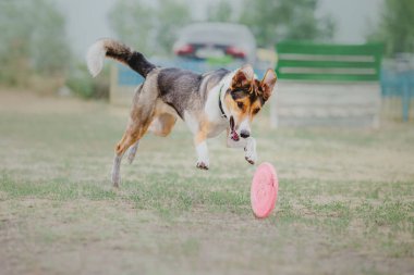 Dog catching flying disk in jump, pet playing outdoors in a park. Sporting event, achievement in sport