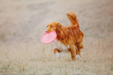 Dog catching flying disk in jump, pet playing outdoors in a park. Sporting event, achievement in sport