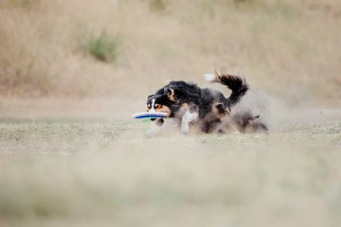 Dog catching flying disk in jump, pet playing outdoors in a park. Sporting event, achievement in sport