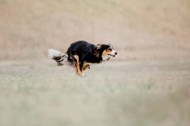 Dog catching flying disk in jump, pet playing outdoors in a park. Sporting event, achievement in sport