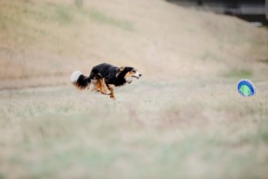 Dog catching flying disk in jump, pet playing outdoors in a park. Sporting event, achievement in sport