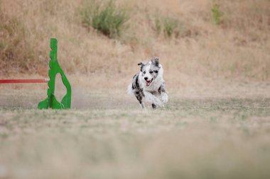 Dog catching flying disk in jump, pet playing outdoors in a park. Sporting event, achievement in sport