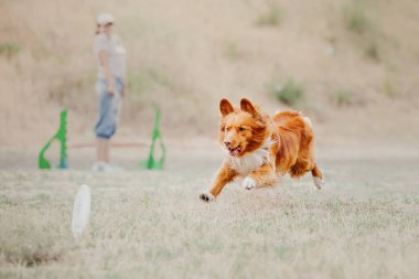 Dog catching flying disk in jump, pet playing outdoors in a park. Sporting event, achievement in sport