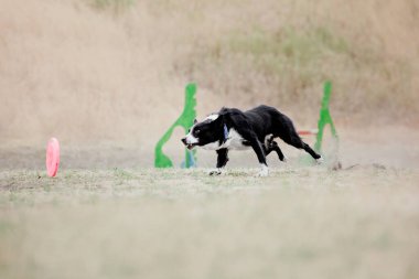 Dog catching flying disk in jump, pet playing outdoors in a park. Sporting event, achievement in sport