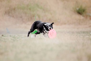 Dog catching flying disk in jump, pet playing outdoors in a park. Sporting event, achievement in sport