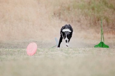 Dog catching flying disk in jump, pet playing outdoors in a park. Sporting event, achievement in sport