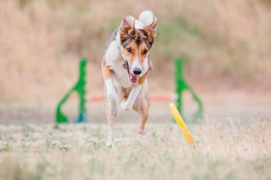 Dog catching flying disk in jump, pet playing outdoors in a park. Sporting event, achievement in sport